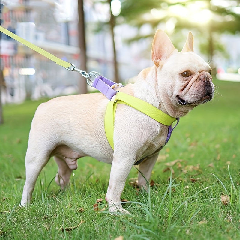 Why Your Pet Needs the Rainbow Colorblock Pet Chest Leash Set