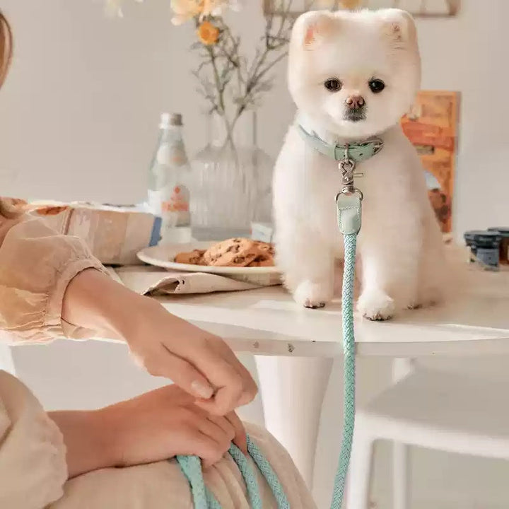 The Perfect Companion for Your Furry Friend: Leather Hand Holding Rope Dog Leash